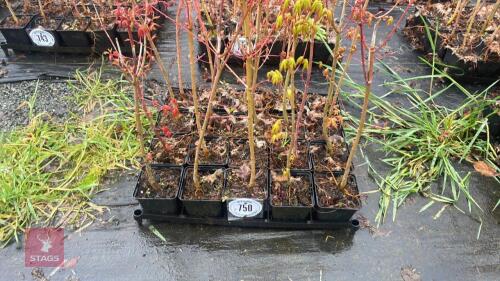 20 LIQUIDAMBAR STYRACIFLUA ROOT STOCK