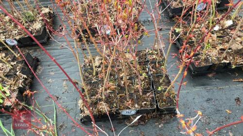 20 LIQUIDAMBAR STYRACIFLUA ROOT STOCK