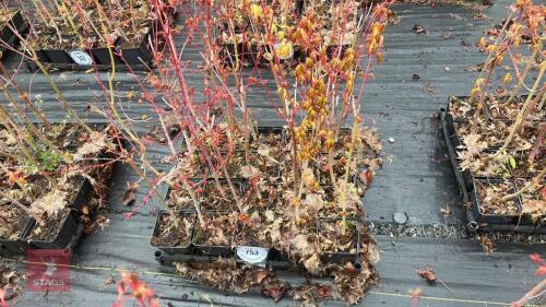 20 LIQUIDAMBAR STYRACIFLUA ROOT STOCK