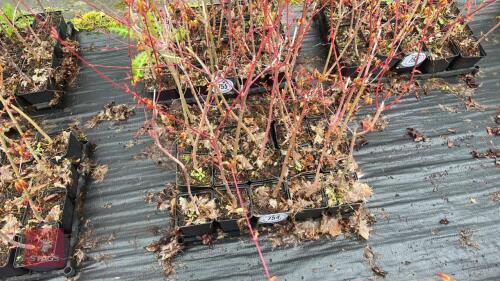 20 LIQUIDAMBAR STYRACIFLUA ROOT STOCK