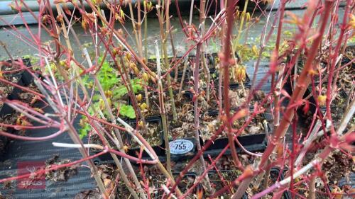 20 LIQUIDAMBAR STYRACIFLUA ROOT STOCK