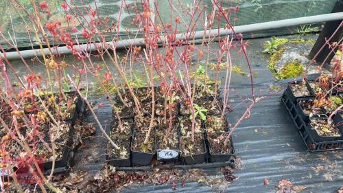 20 LIQUIDAMBAR STYRACIFLUA ROOT STOCK