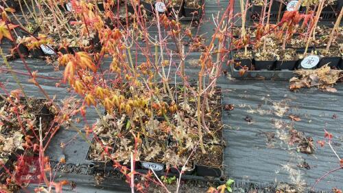 20 LIQUIDAMBAR STYRACIFLUA ROOT STOCK