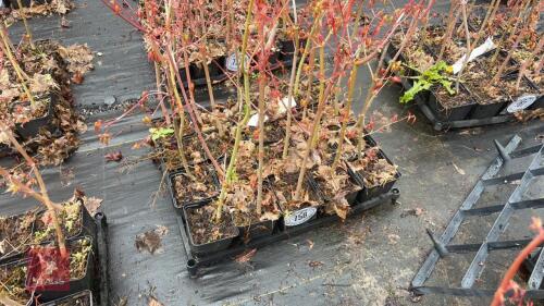 20 LIQUIDAMBAR STYRACIFLUA ROOT STOCK