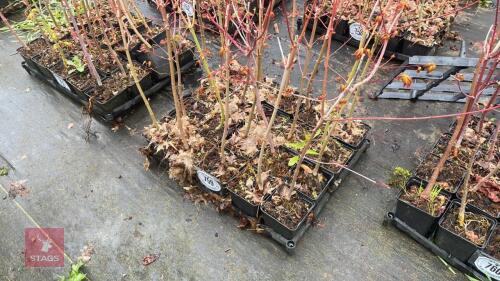 20 LIQUIDAMBAR STYRACIFLUA ROOT STOCK