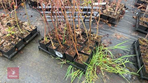 20 LIQUIDAMBAR STYRACIFLUA ROOT STOCK