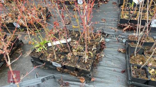 20 LIQUIDAMBAR STYRACIFLUA ROOT STOCK