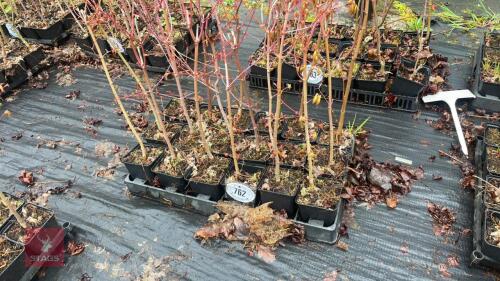 20 LIQUIDAMBAR STYRACIFLUA ROOT STOCK