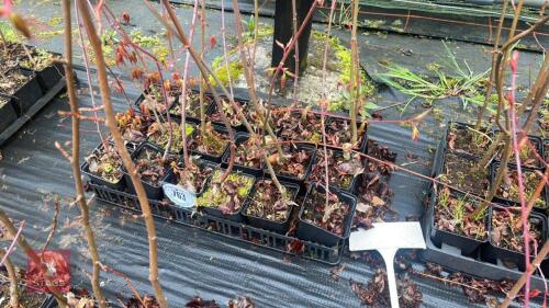 20 LIQUIDAMBAR STYRACIFLUA ROOT STOCK