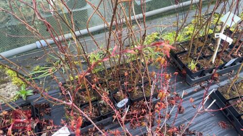 20 LIQUIDAMBAR STYRACIFLUA ROOT STOCK