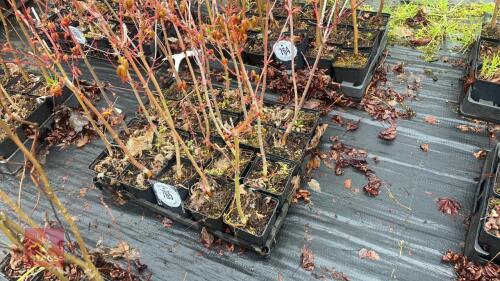 20 LIQUIDAMBAR STYRACIFLUA ROOT STOCK