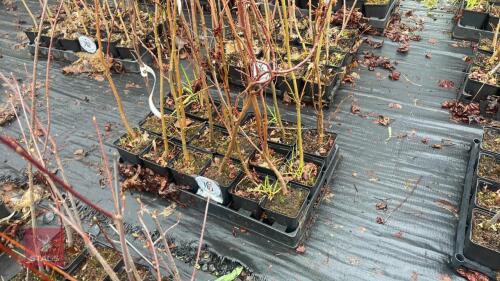 20 LIQUIDAMBAR STYRACIFLUA ROOT STOCK