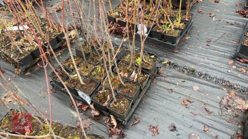 20 LIQUIDAMBAR STYRACIFLUA ROOT STOCK
