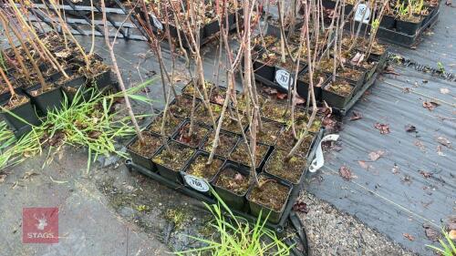 20 LIQUIDAMBAR STYRACIFLUA ROOT STOCK