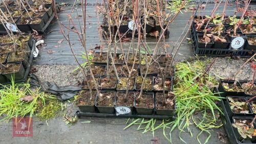 20 LIQUIDAMBAR STYRACIFLUA ROOT STOCK