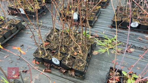 20 LIQUIDAMBAR STYRACIFLUA ROOT STOCK