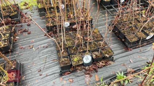 20 LIQUIDAMBAR STYRACIFLUA ROOT STOCK