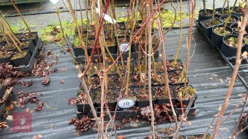 18 LIQUIDAMBAR STYRACIFLUA ROOT STOCK