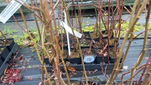 18 LIQUIDAMBAR STYRACIFLUA ROOT STOCK
