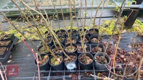 20 ROOT STOCK TREES