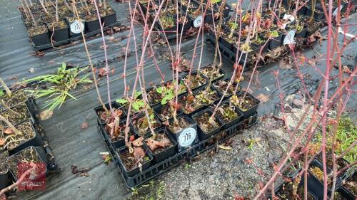 18 LIQUIDAMBAR STYRACIFLUA ROOT STACK