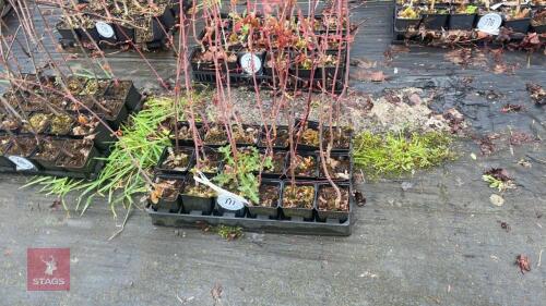 18 LIQUIDAMBAR STYRACIFLUA ROOT STACK