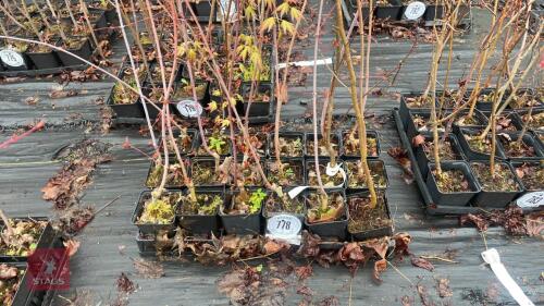 18 LIQUIDAMBAR STYRACIFLUA ROOT STACK