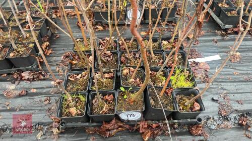 20 LIQUIDAMBAR STYRACIFLUA ROOT STACK