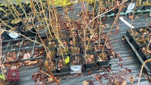 20 LIQUIDAMBAR STYRACIFLUA ROOT STACK