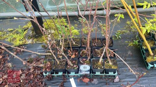 18 LIRIODENDRON TULIPIFERA ROOT STOCK
