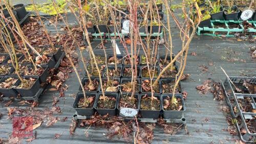 20 LIQUIDAMBAR STYRACIFLUA ROOT STOCK