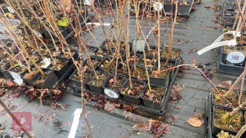 20 LIQUIDAMBAR STYRACIFLUA ROOT STOCK
