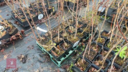 18 LIRIODENDRON TULIPIFERA ROOT STOCK