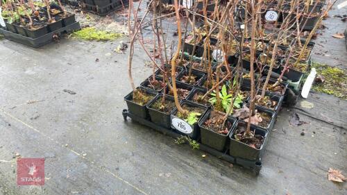 20 LIQUIDAMBAR STYRACIFLUA ROOT STOCK