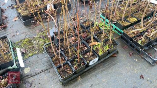 20 LIQUIDAMBAR STYRACIFLUA ROOT STOCK