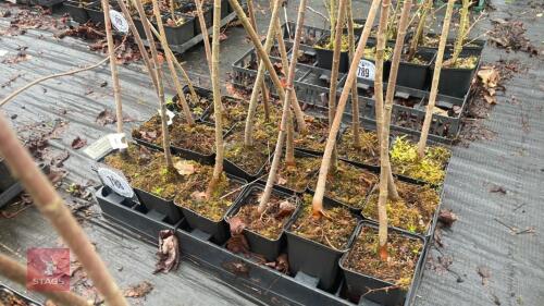 18 ACER RUBRUM ROOT STOCK