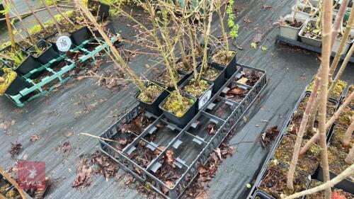8 UNKNOWN ROOT STOCK TREES