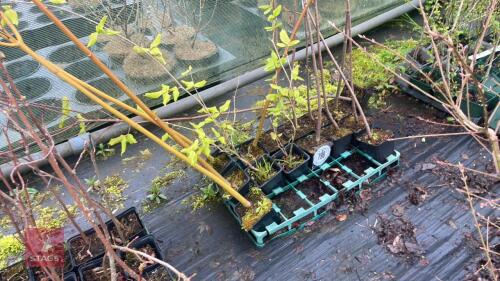 14 MIXED ACER TREES