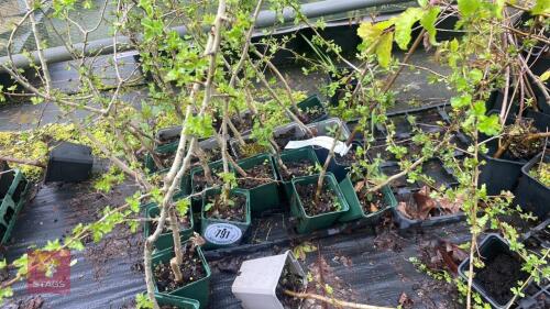 20 PRUNUS CERASIFERA