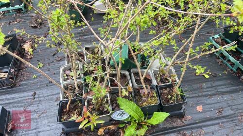 20 PRUNUS CERASIFERA