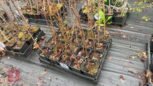 20 ACER RUBRUM PLANTS