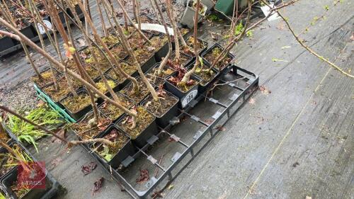 30 ACER RUBRUM PLANTS