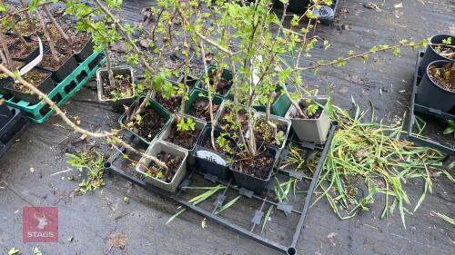 13 CRATAEGUS MONOGUNA HEDGING PLANTS