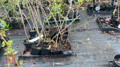 17 VIBURNUM OPULUS