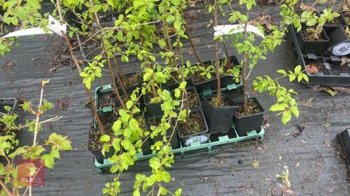 14 PRUNUS CERASIFERA