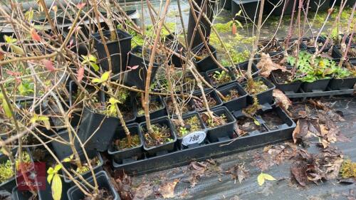 25 UNIDENTIFIED SHRUBS