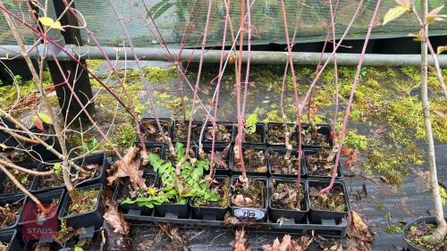 18 LIQUIDAMBAR STYRACIFLUA ROOT STOCK