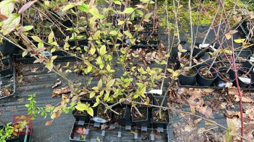 11 COTONEASTER BULLATUS PLANTS