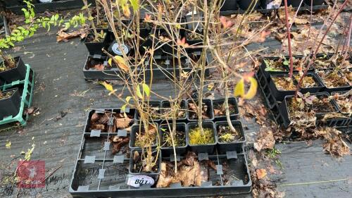 9 UNIDENTIFIED PLANTS