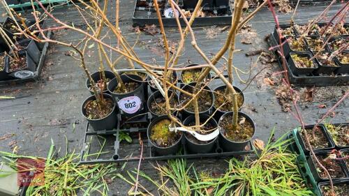 12 CASTINEA SATIVA PLANTS